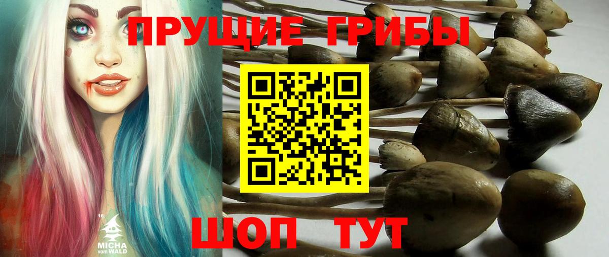 Псилоцибиновые грибы Magic Shrooms  Вход с VPN  Воронеж  Псилоцибиновые грибы Cubensis 